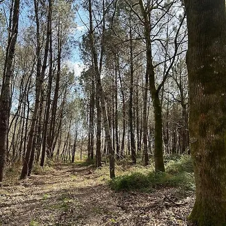 Σπίτι διακοπών Location La Grange De Routge - 4 Etoiles Roquefort (Landes)